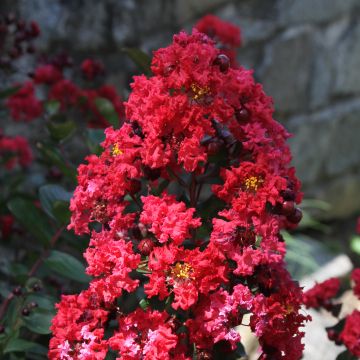 Lagerstroemia indica Dynamite