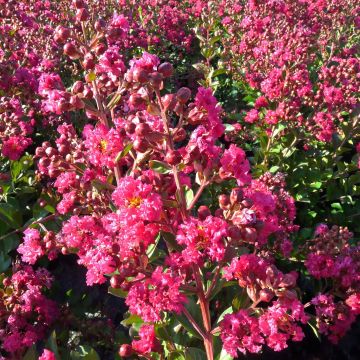 Lagerstroemia indica 'Fuchsia d'Eté' (Indyfus)