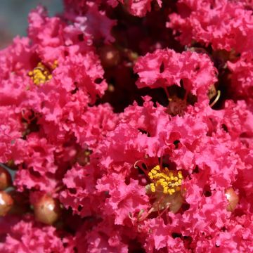 Lagerstroemia indica Grand Cru - Crape Myrtle