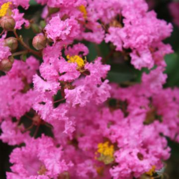 Lagerstroemia indica Jacqueline Desmartis - Crape Myrtle