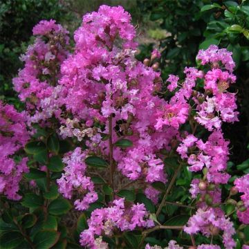 Lagerstroemia indica Jeanne Desmartis - Crape Myrtle