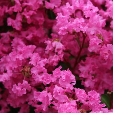 Lagerstroemia indica Monsoon - Crape Myrtle