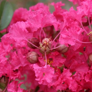 Lagerstroemia indica Mon Panache - Crape Myrtle