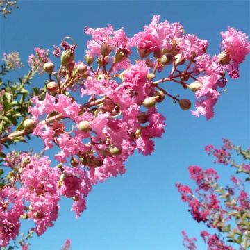 Lagerstroemia indica Monbazillac - Crape Myrtle