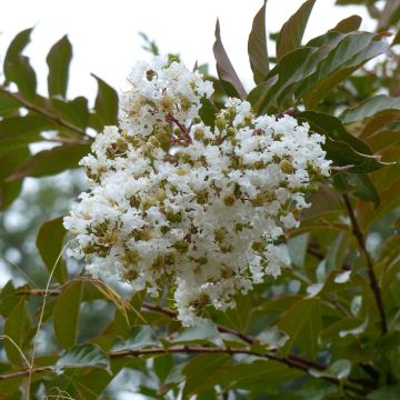 Lagerstroemia indica Nivea - Lilas des Indes