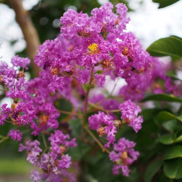 Lagerstroemia indica Pecharmant - Crape Myrtle