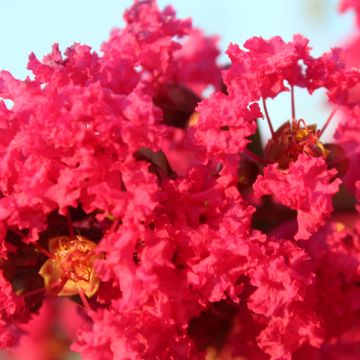 Lagerstroemia indica Périgord Pourpre - Crape Myrtle