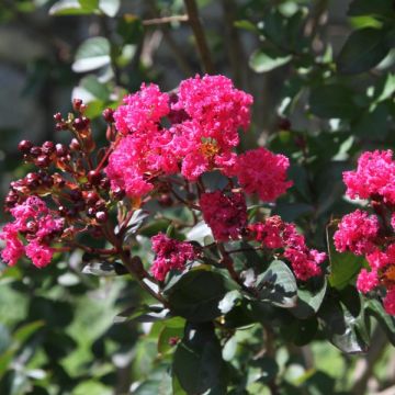 Lagerstroemia indica Pink Velours ('Whit III')