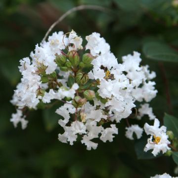 Lagerstroemia indica Pixie White - Crape Myrtle