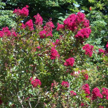 Lagerstroemia indica Red imperator - Crape Myrtle