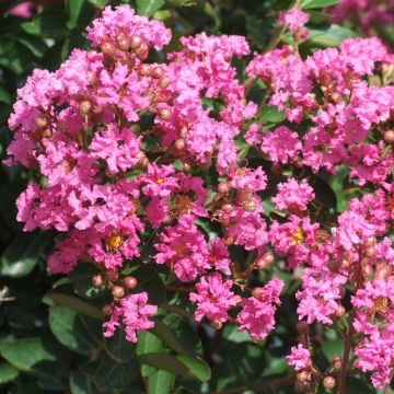 Lagerstroemia indica Indian Rose - Crape Myrtle