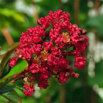 Lagerstroemia indica Dwarf Red - Crape Myrtle