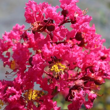 Lagerstroemia indica Saint Emilion - Crape Myrtle