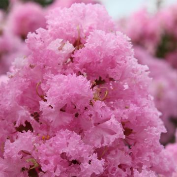 Lagerstroemia indica Soir d'Eté