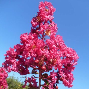 Lagerstroemia indica Souvenir dAndré Desmartis - Crape Myrtle