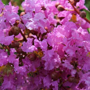 Lagerstroemia indica Souvenir d'Hubert Puard