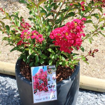 Lagerstroemia indica Terrasse Rouge - Crape Myrtle