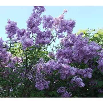 Lagerstroemia indica Violacea - Crape Myrtle