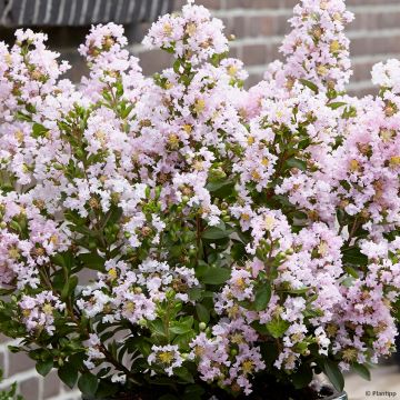 Lagerstroemia indica With Love Babe - Crape Myrtle