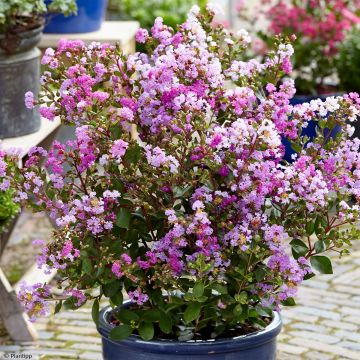 Lagerstroemia indica With Love Eternal - Crape Myrtle