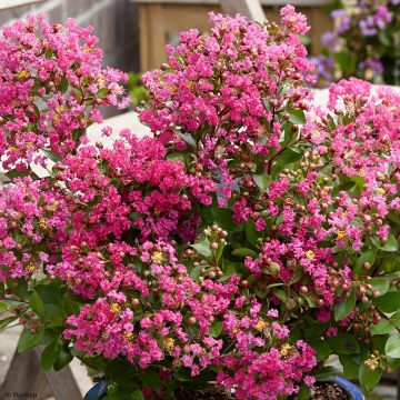 Lagerstroemia indica With Love Kiss - Crape Myrtle