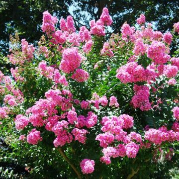 Lagerstroemia indica Worlds Fair - Crape Myrtle