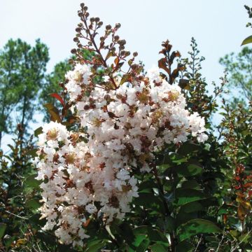 Lagerstroemia indica Kimono - Crape Myrtle