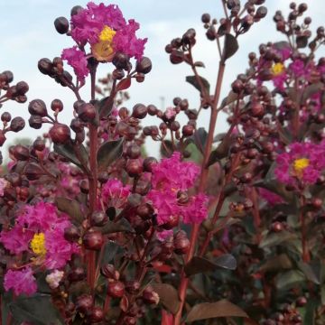 Lagerstroemia indica Rhapsody In Blue - Crape Myrtle