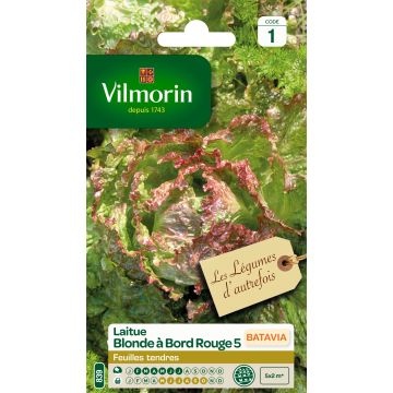 Lettuce Red-Edged Green Batavia 5 - Vilmorin seeds