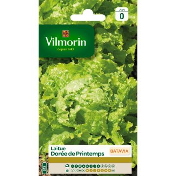 Iceberg Lettuce Golden Spring - Vilmorin seeds