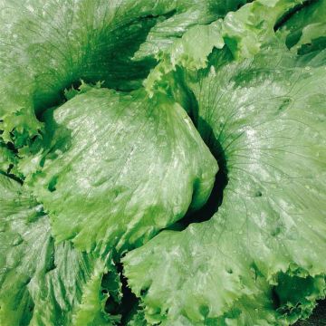 Batavia Lettuce Great Lakes 118 - Lactuca sativa