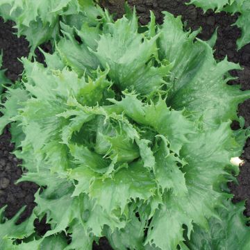 Organic Batavia Lettuce Reine des Glaces - Lactuca sativa