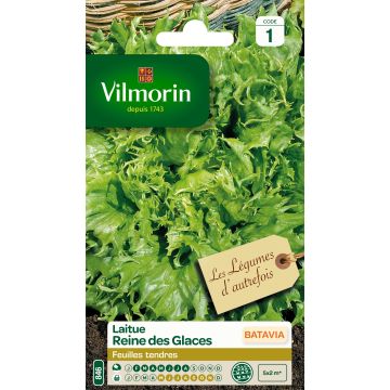 Iceberg Lettuce Ice Queen - Reine des Glaces - Vilmorin seeds