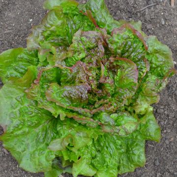 Batavia Lettuce Rouge Grenobloise plants - Lactuca sativa