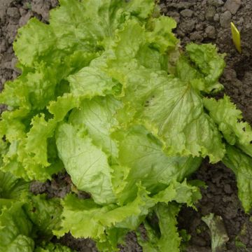 Batavia Lettuce de Pierre Bénite - Lactuca sativa