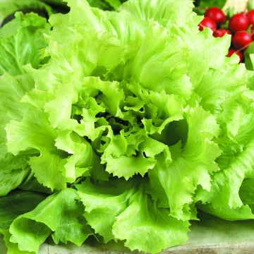 Batavia Lettuce Verte Iceberg - Lactuca sativa