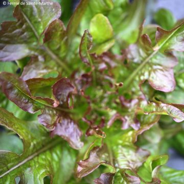 Celtuce Hongyeyoumai - Ferme de Sainte Marthe seeds