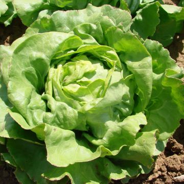 Butterhead Lettuce Deliane