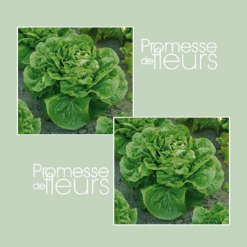 Cos Lettuce Maureen - Lactuca sativa