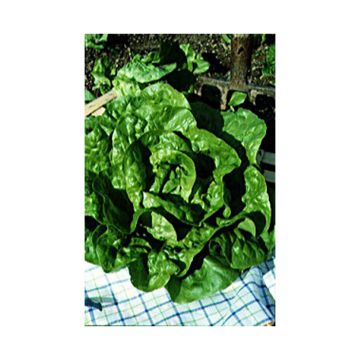 Winter Lettuce Val d'Orge - Lactuca sativa