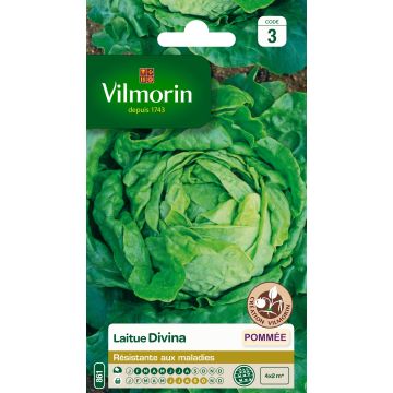 Butterhead Lettuce Divina - Vilmorin creation seeds