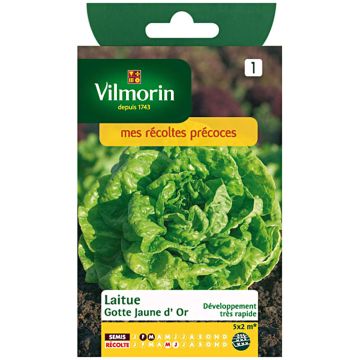 Butterhead Lettuce Gotte Jaune - Lactuca sativa