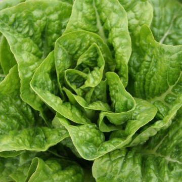 Romaine Lettuce Craquerelle du Midi