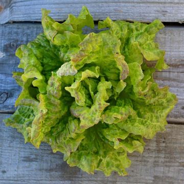 Lettuce Rossa di Trento - Ferme de Sainte Marthe seeds