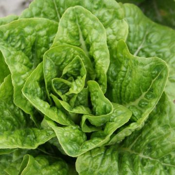 Lettuce Rougette de Montpellier - Lactuca sativa