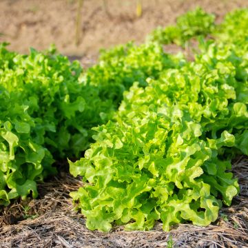 Loose leaf Lettuce Green Salad Bowl - Lactuca sativa