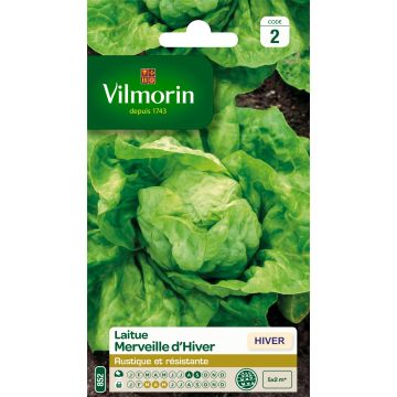 Butterhead Lettuce Winter Marvel - Vilmorin seeds