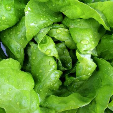 Winter Lettuce Bourguignonne