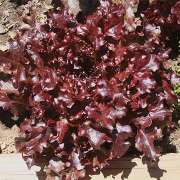 Lettuce Eluarde - Lactuca sativa