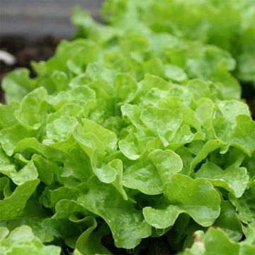 Oak Leaf Lettuce Panisse plants - Lactuca sativa